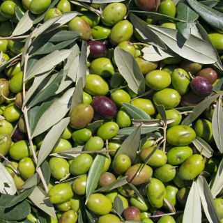 Extrait de fruit d’olive